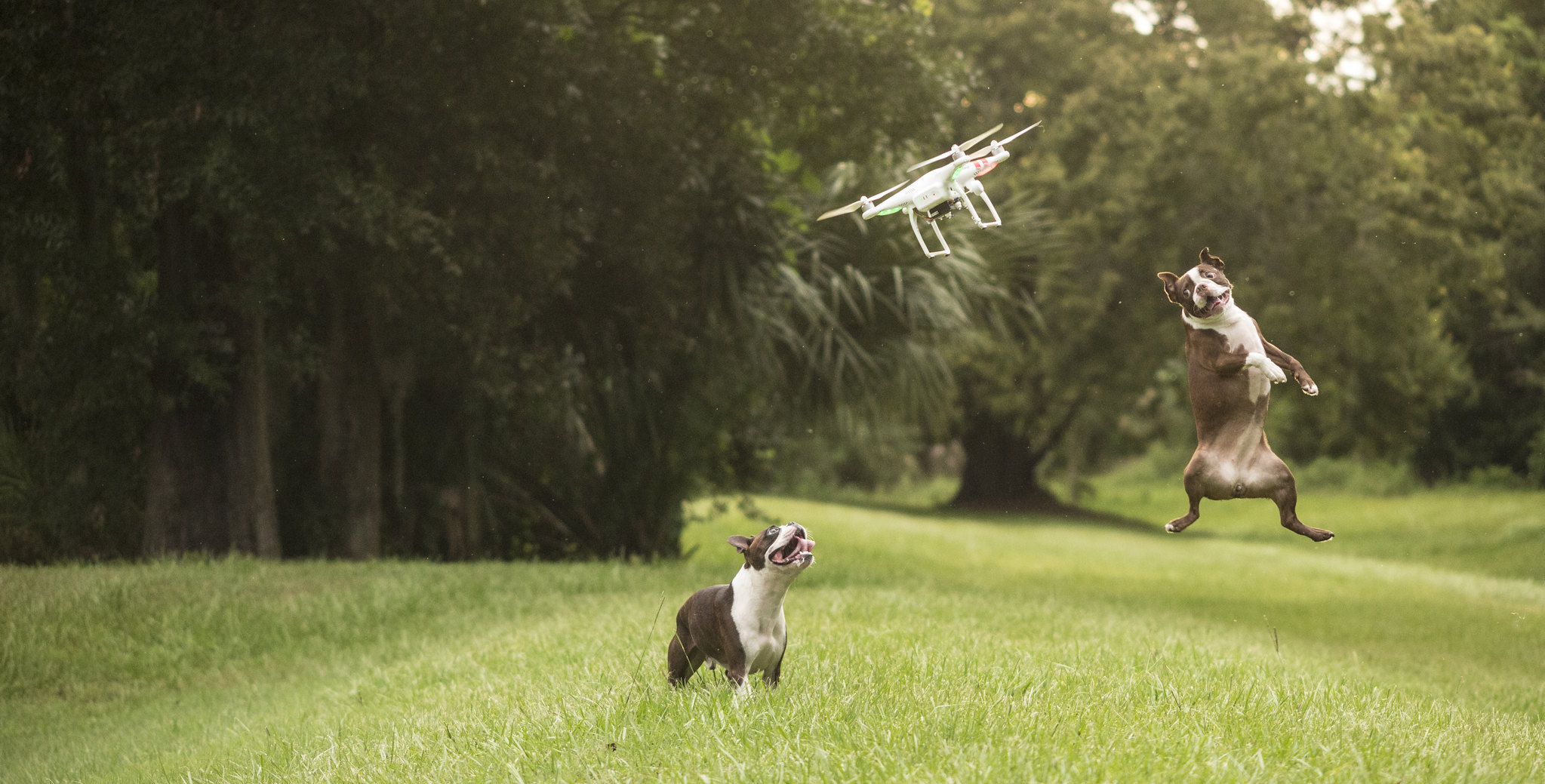 drone-dogs-1