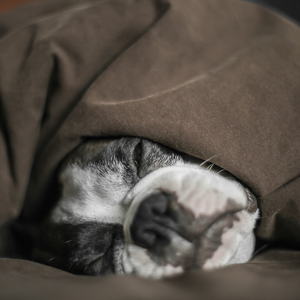 juan-perro-blankets